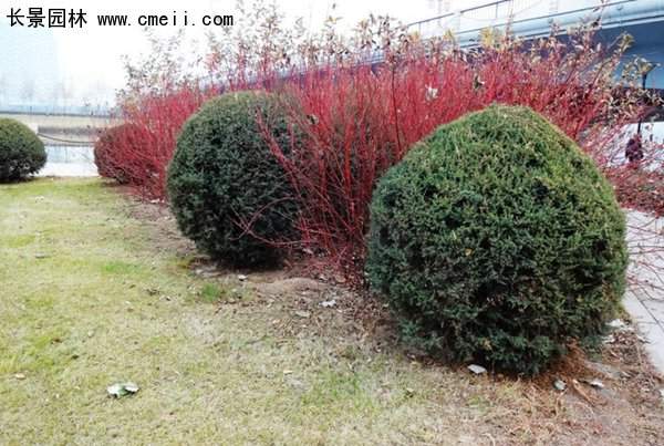 紅瑞木綠化 紅瑞木綠化