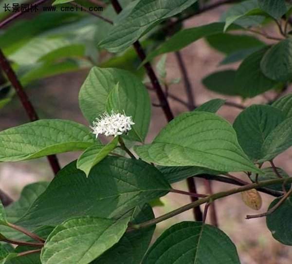 紅瑞木綠化 紅瑞木綠化