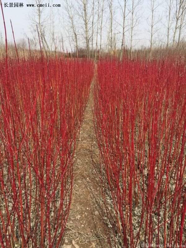 紅瑞木銷量 紅瑞木銷量