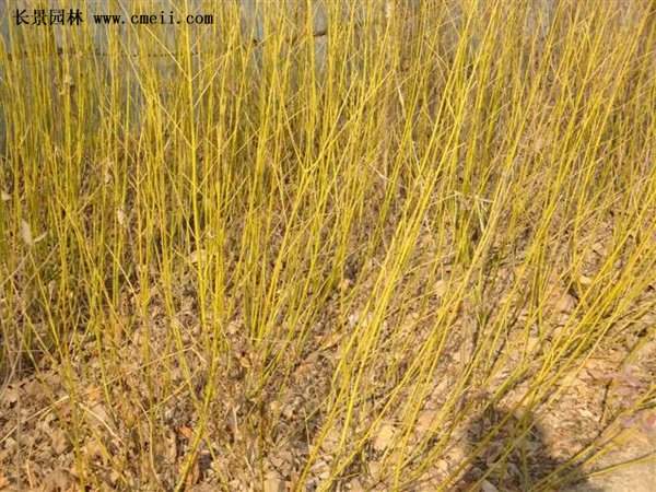 紅瑞木 黃瑞木 紅瑞木 黃瑞木