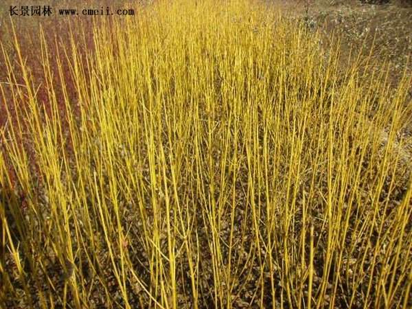 紅瑞木 黃瑞木 紅瑞木 黃瑞木