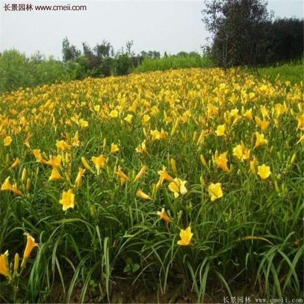 金娃娃萱草多少錢一棵？