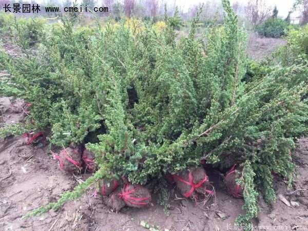 沭陽(yáng)的鋪地柏