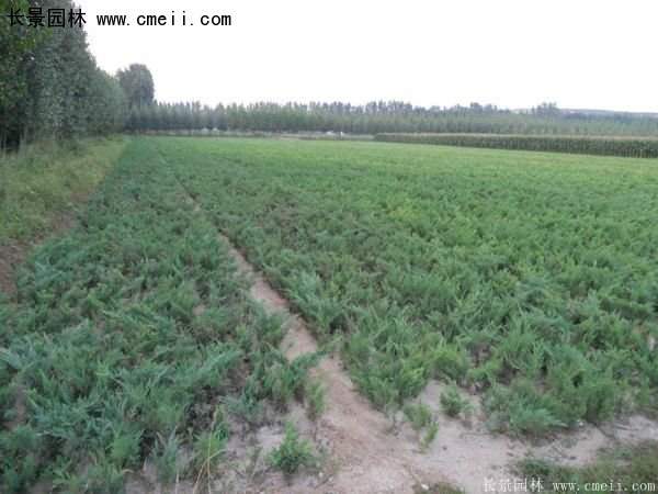 沭陽30-80冠幅地柏苗 沭陽30-80冠幅地柏苗