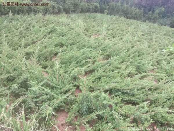 2016沭陽地柏價格 2016沭陽地柏價格