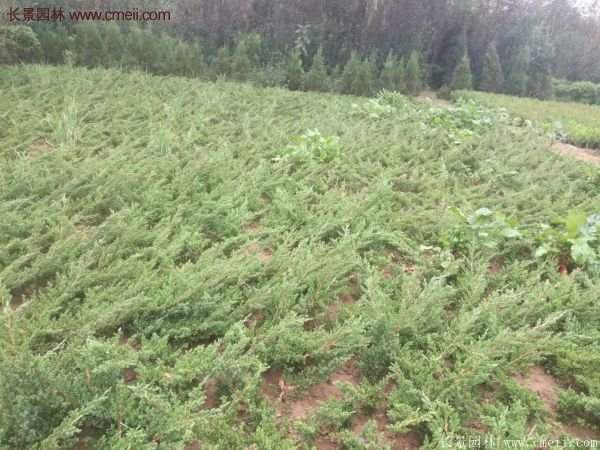 2016沭陽地柏價格 2016沭陽地柏價格