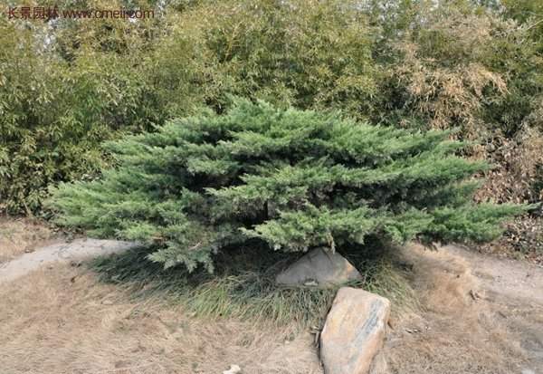 2016沭陽地柏價格 2016沭陽地柏價格