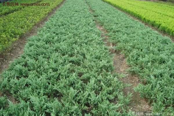 沭陽地柏規格 沭陽地柏規格