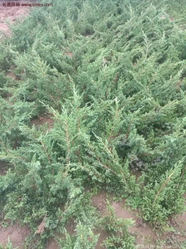 沭陽地柏規格 沭陽地柏規格