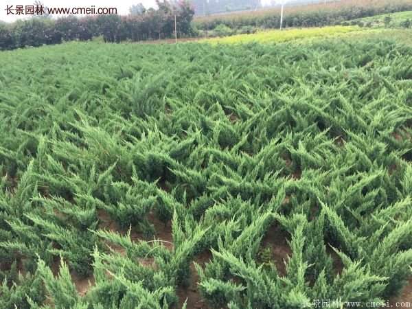 地柏基地照片 地柏基地照片
