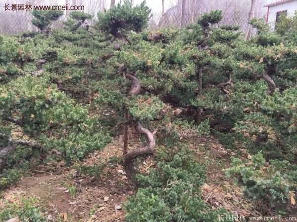 沭陽地柏的優勢 沭陽地柏的優勢