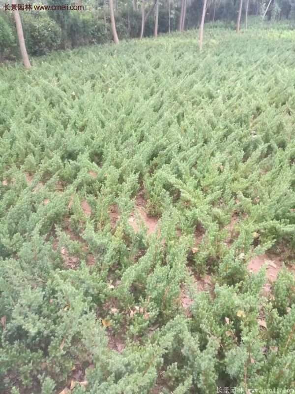 沭陽地柏的優勢 沭陽地柏的優勢