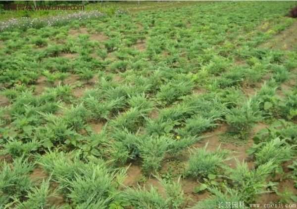 沭陽地柏 沭陽地柏