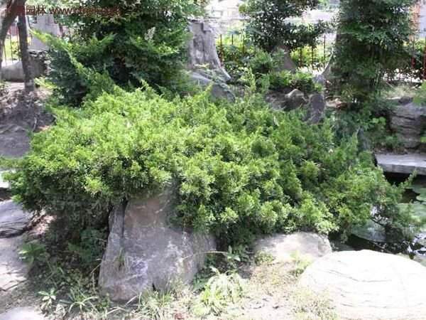 沭陽地柏 沭陽地柏