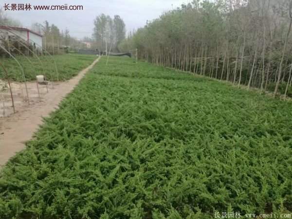 沭陽的地柏基地 沭陽的地柏基地