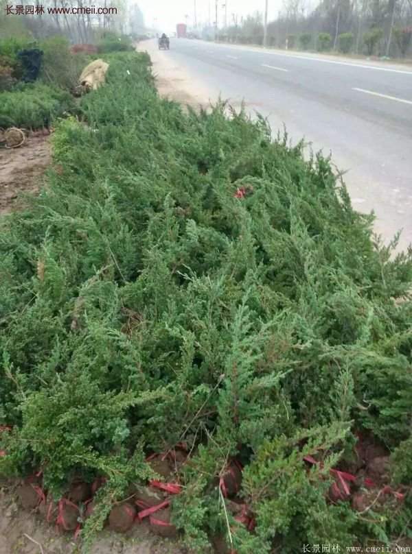 沭陽的地柏基地 沭陽的地柏基地