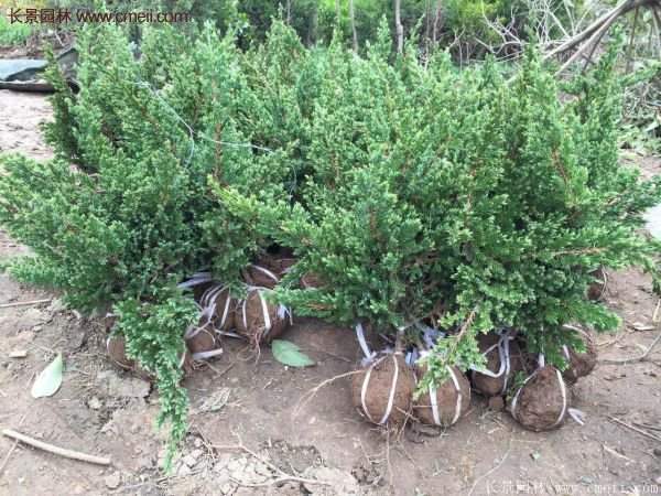 沭陽地柏苗的價格 沭陽地柏苗的價格