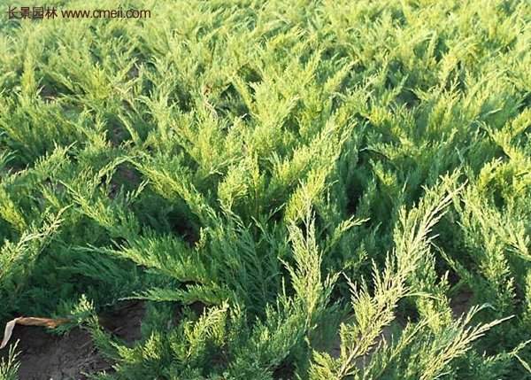 沭陽沙地柏基地