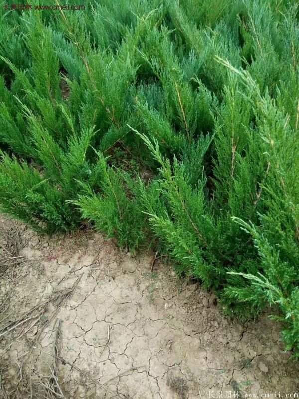 沭陽(yáng)沙地柏基地