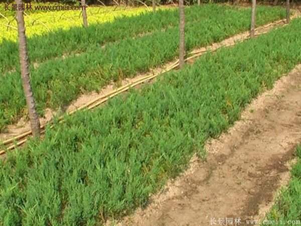 沭陽(yáng)沙地柏基地