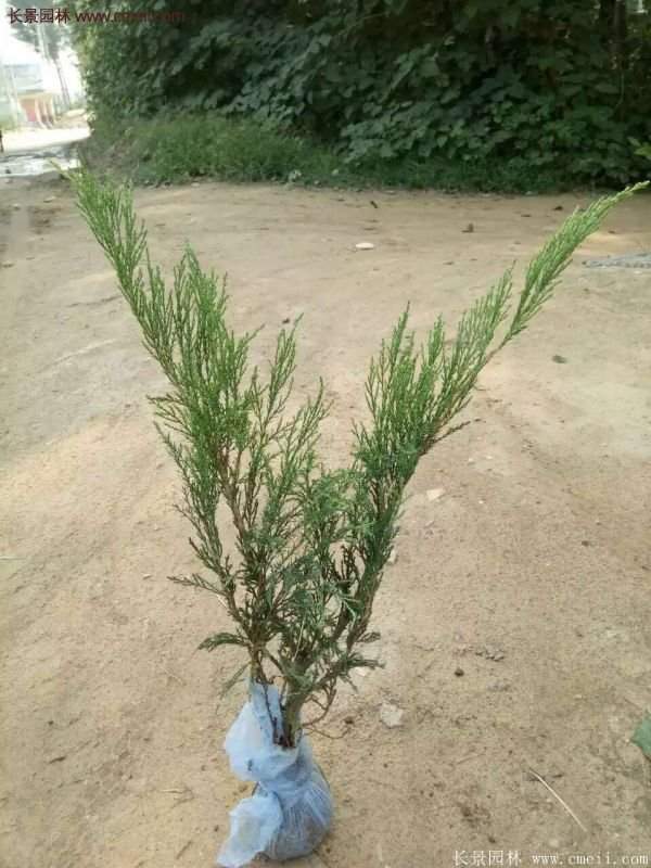 沭陽(yáng)沙地柏基地