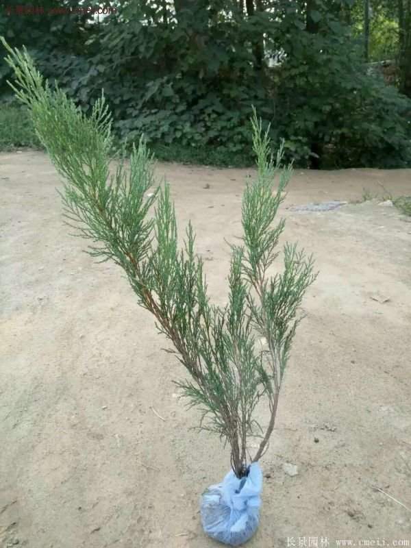 沭陽(yáng)沙地柏基地