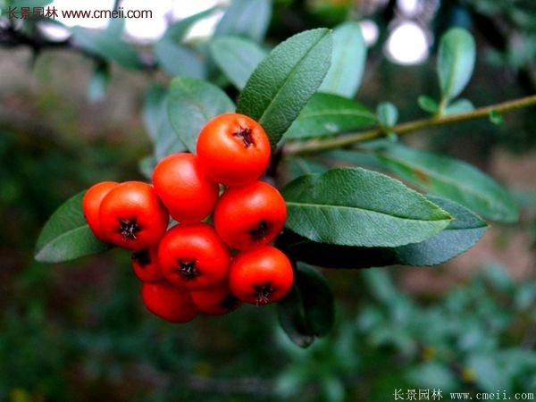 沭陽(yáng)火棘基地