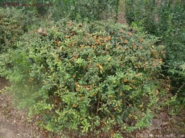 沭陽(yáng)火棘基地