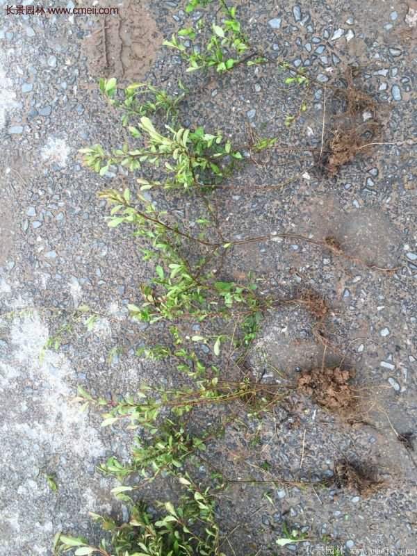 沭陽火棘苗、火棘球