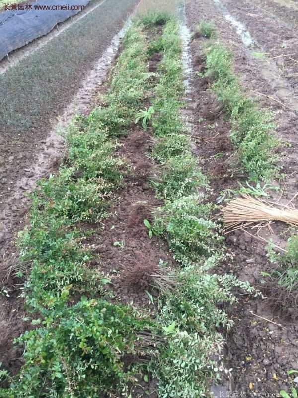 沭陽火棘苗、火棘球