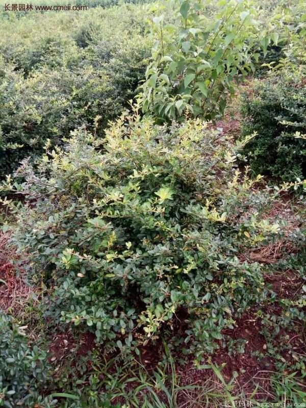 沭陽火棘苗、火棘球