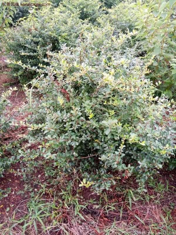 沭陽火棘苗、火棘球