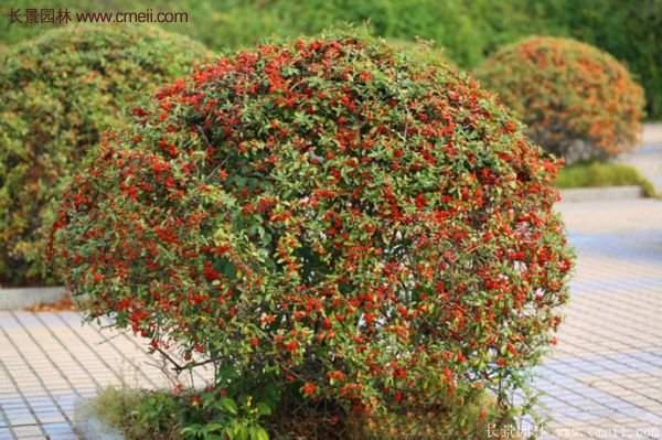 沭陽火棘苗、火棘球