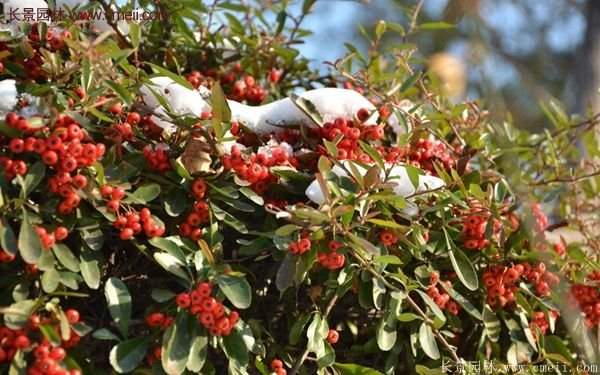 沭陽火棘苗、火棘球