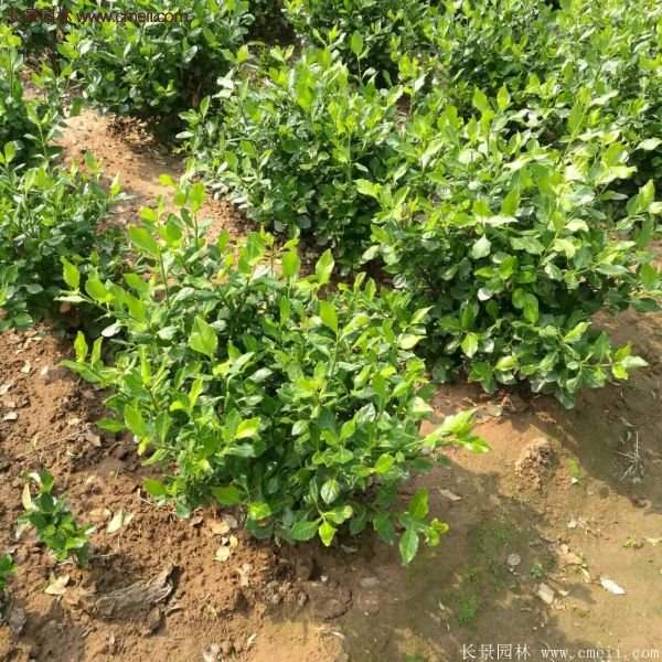 沭陽(yáng)衛(wèi)矛球 沭陽(yáng)衛(wèi)矛球