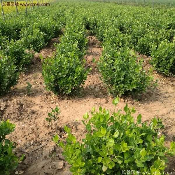 沭陽(yáng)衛(wèi)矛球 沭陽(yáng)衛(wèi)矛球