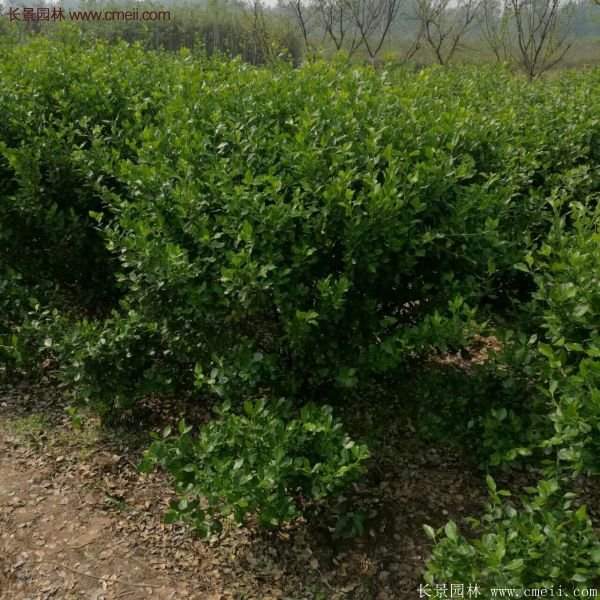 沭陽(yáng)衛(wèi)矛球 沭陽(yáng)衛(wèi)矛球