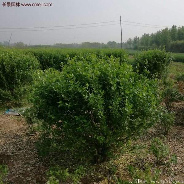 沭陽(yáng)衛(wèi)矛球 沭陽(yáng)衛(wèi)矛球