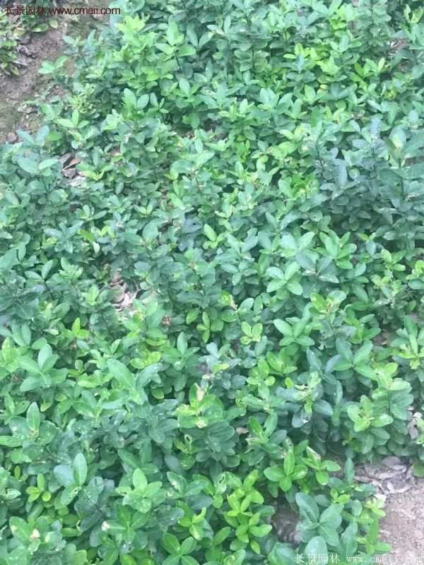 沭陽(yáng)衛(wèi)矛球 沭陽(yáng)衛(wèi)矛球