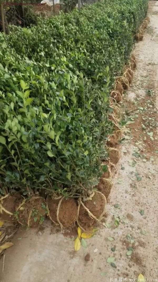 衛矛產地 衛矛產地