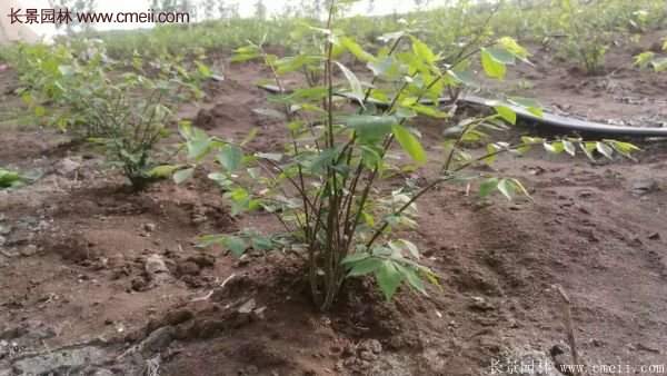 沭陽紅葉衛矛 沭陽紅葉衛矛