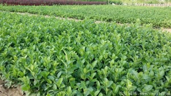 沭陽基地衛矛球 沭陽基地衛矛球