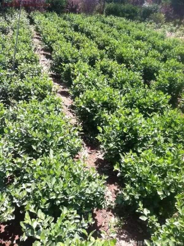 沭陽基地衛矛球 沭陽基地衛矛球