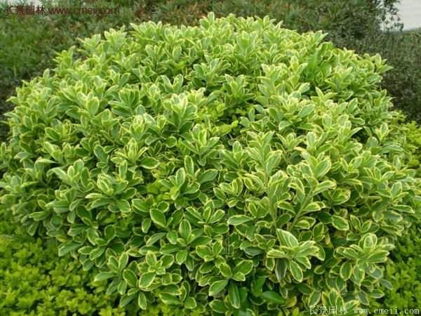 沭陽金邊黃楊的苗價 沭陽金邊黃楊的苗價