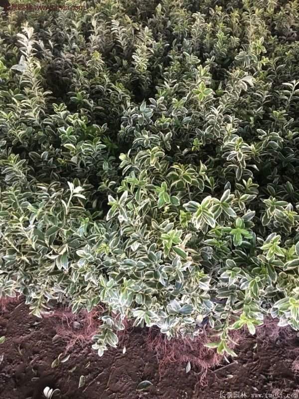 金邊黃楊的修剪方法 金邊黃楊的修剪方法