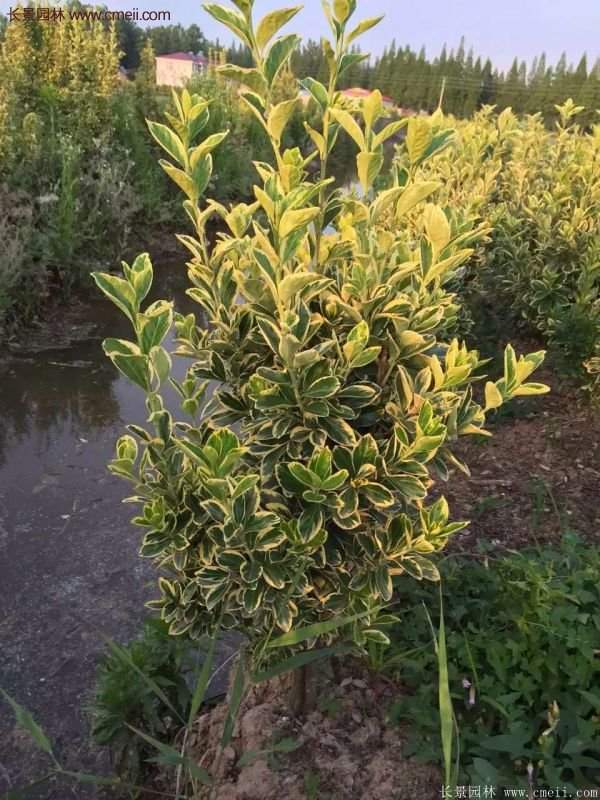 沭陽金邊黃楊價格 沭陽金邊黃楊價格