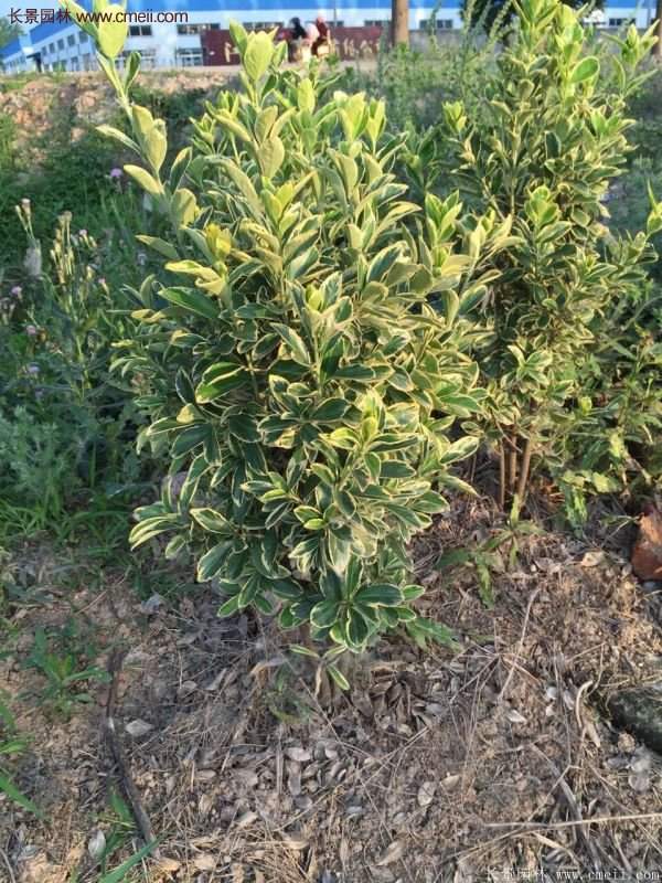 金邊黃楊前景 金邊黃楊前景