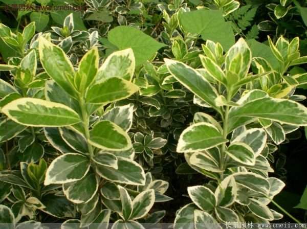 沭陽金邊黃楊 沭陽金邊黃楊