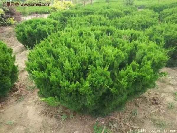 龍柏球實拍圖片