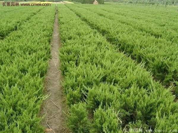 最新最全的小龍柏栽植技術匯總
